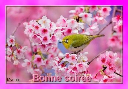 soiree oiseau